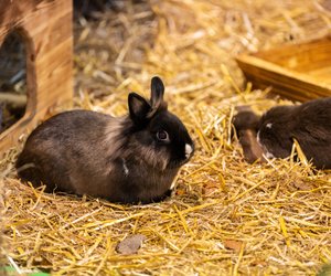 Leckere Knabberei: Dürfen Kaninchen Fenchel essen?