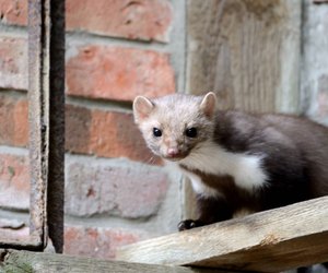 5 verblüffende Fakten über Marder, die du nie geahnt hast