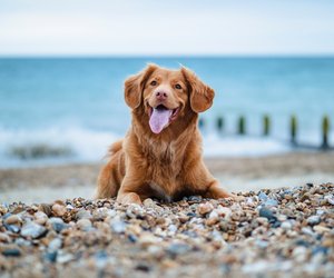 Warum hecheln Hunde? Darum ist es für sie besonders wichtig