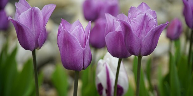 Sind Tulpen giftig für Katzen? Das gilt für die beliebten Frühjahrsblumen