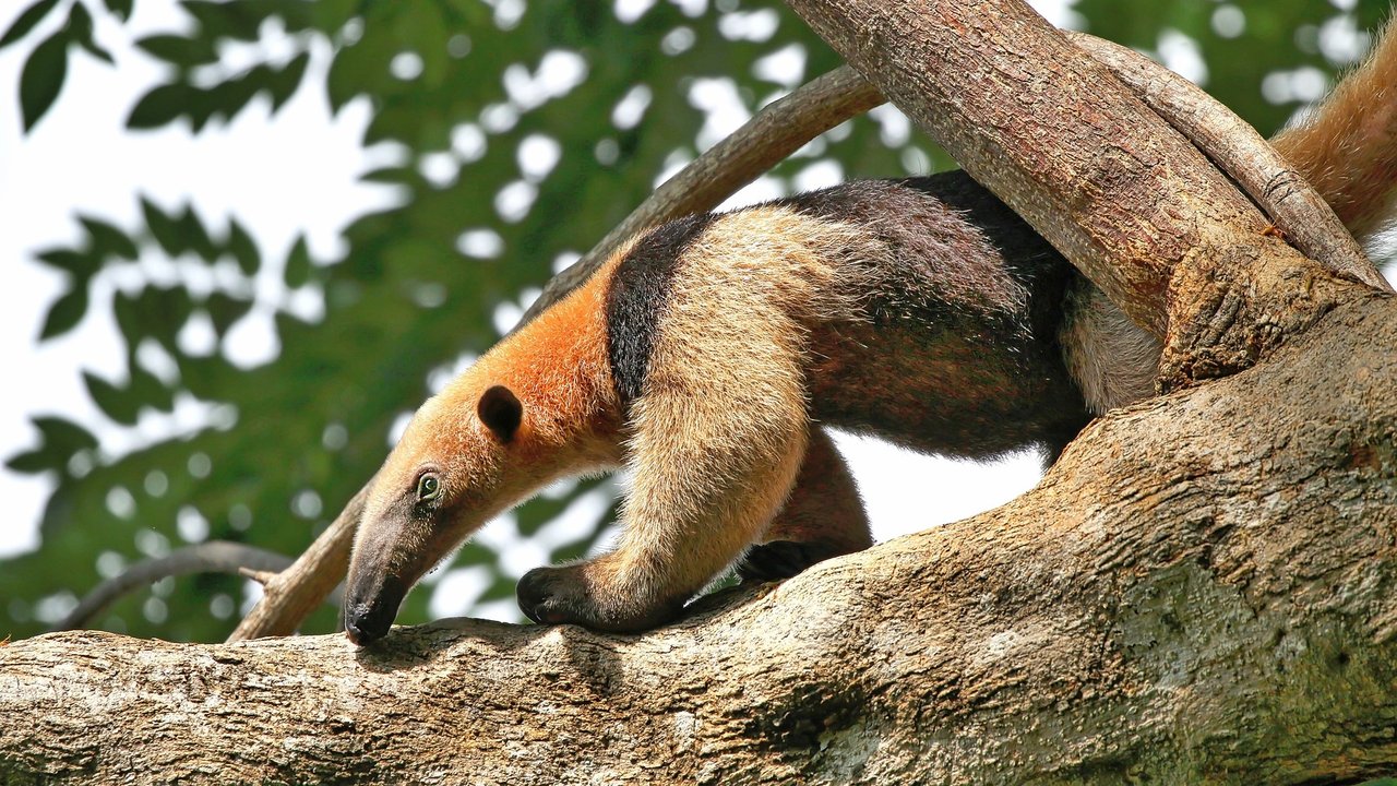 Ameisenbären klettern gern auf Bäume.