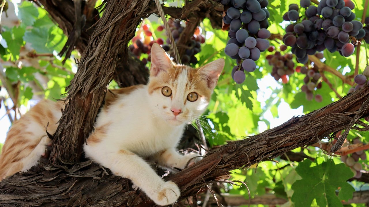 Früchte wie Weintrauben können für Katzen interessant erscheinen.