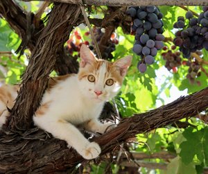 Dürfen Katzen eigentlich Weintrauben essen?