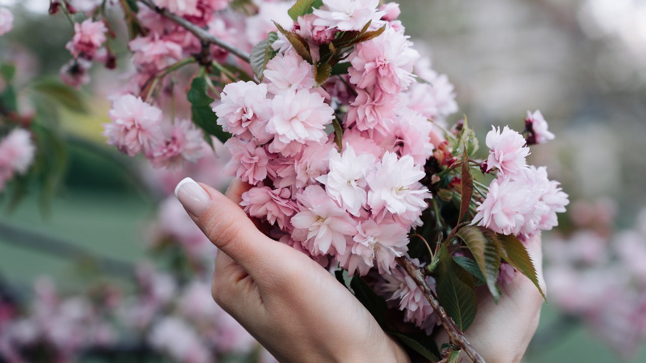 Bäume mit rosa Blüten erfreuen nach dem langen Winter das Auge.