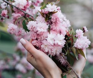 Blütenzauber: 5 Bäume, die im Frühling rosa blühen