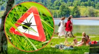 Zecken: 7 überraschende Informationen, die du wissen solltest