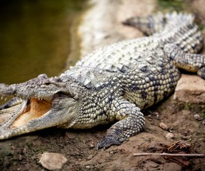 Wo leben Krokodile? Die Lebensräume der großen Reptilien