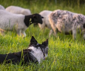 Beschützende Fellnasen: Vier Hunderassen, die als Hütehunde gelten