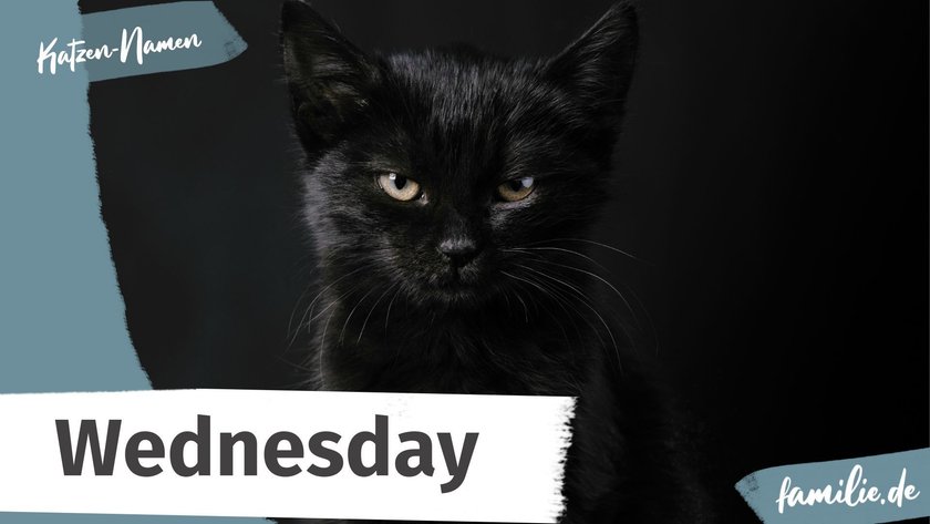 Schwarze Katze Namen: Wednesday