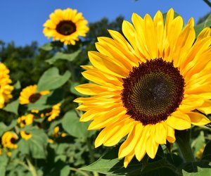 Pflanzen im Garten – Wann blühen Sonnenblumen?
