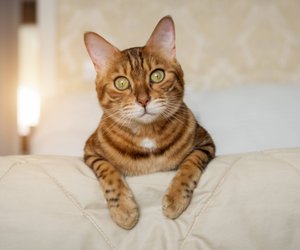 Popcorn für Katzen – leckerer Snack oder Gefahr?