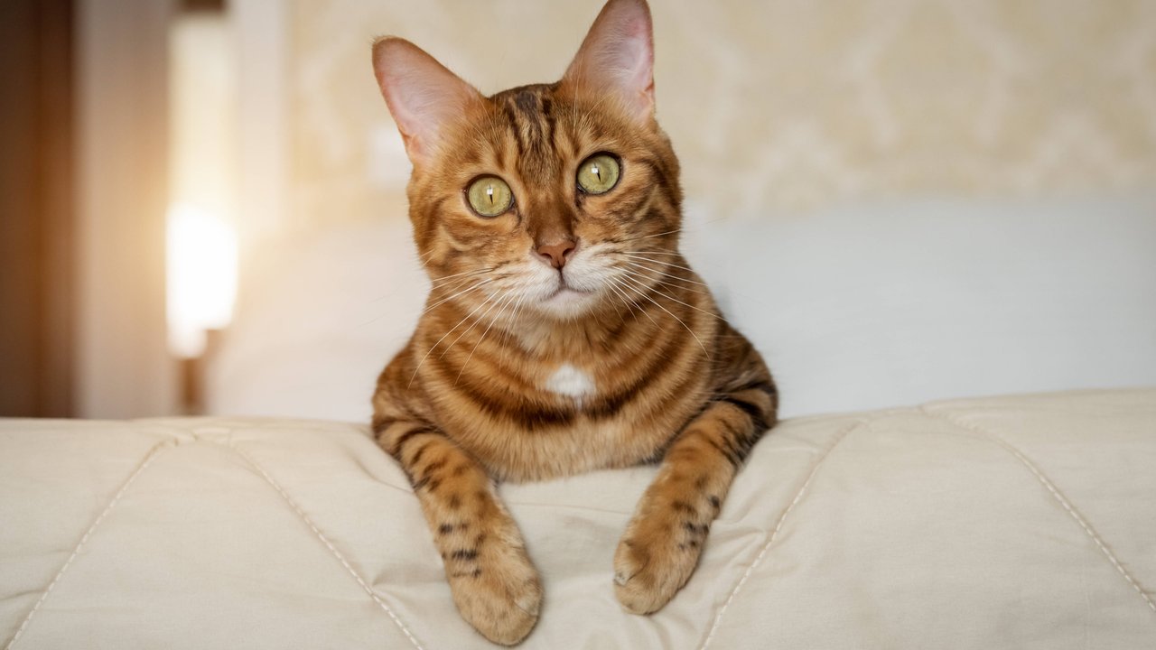 Manchmal kommt es auf die Zubereitung an, ob Katzen etwas essen dürfen oder nicht.
