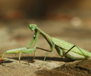 Gottesanbeterin als Haustier: Darf man das Insekt halten?