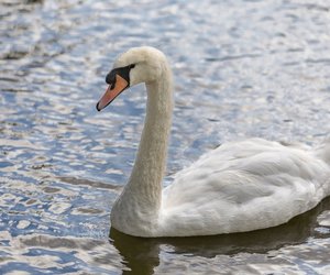 Fliegen Schwäne in den Süden oder verbringen sie den Winter hier?