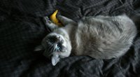 Dürfen Katzen Bananen essen? Manche von ihnen lieber nicht