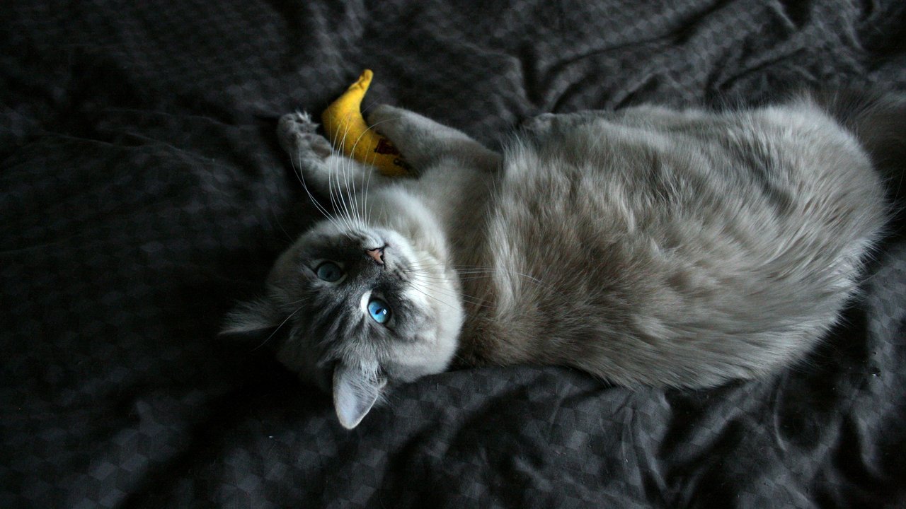 Bananen sind gesund, aber das gilt nicht unbedingt auch für Katzen.