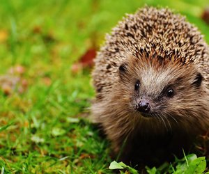 Tiere mit Stacheln: Der Igel bekommt Konkurrenz