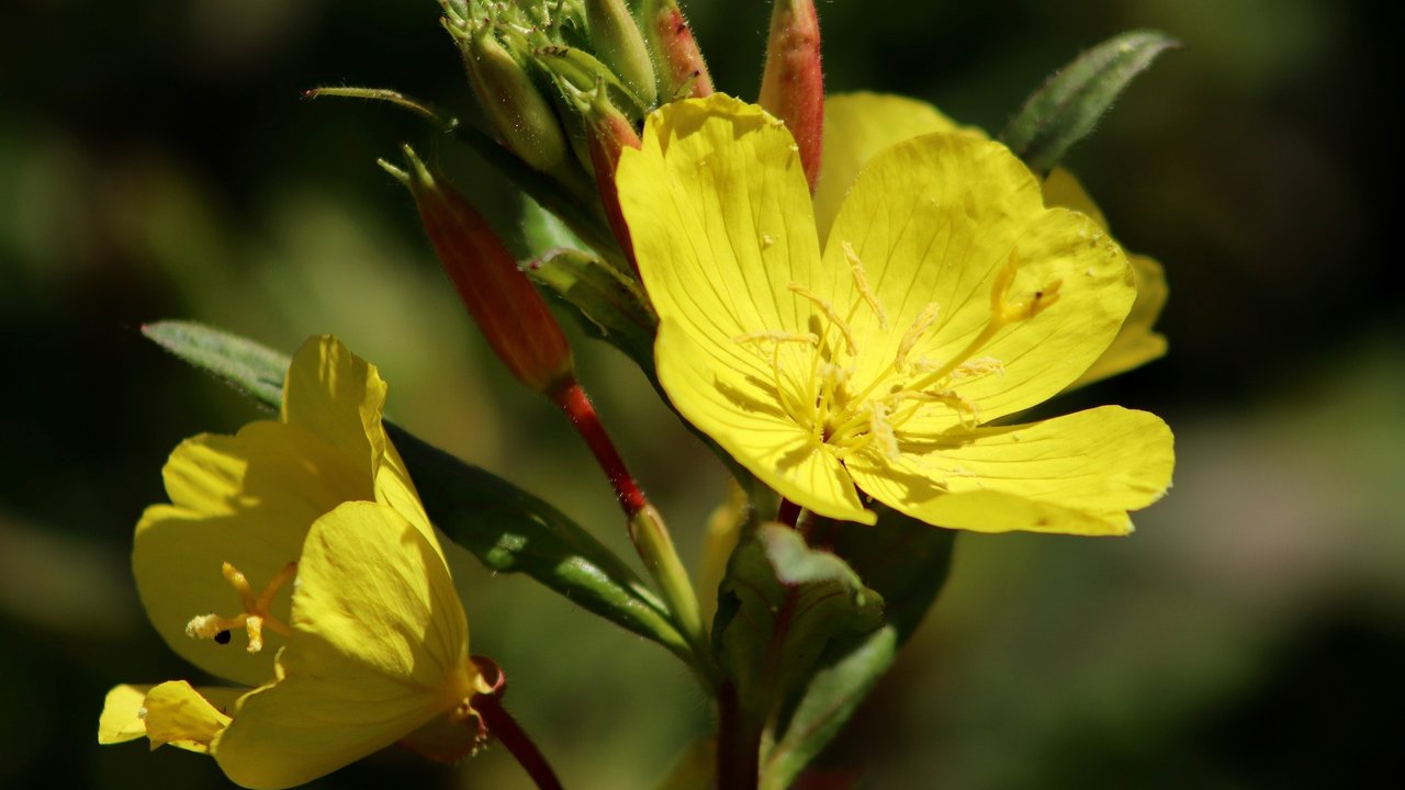 Nachtkerze in der Dämmerung mit geöffneten Blüten.