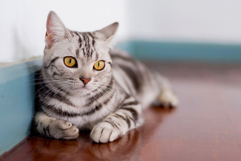 American Shorthair liegen gerne auf der faulen Haut.