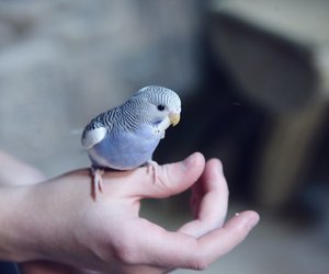 Dürfen Wellensittiche Wassermelone essen? Darauf solltest du achten