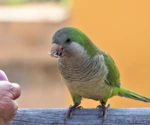 Wo leben Papageien? Über die Lebensräume der bunten Vögel
