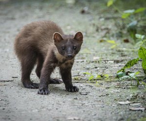 Wie alt werden Marder? Erstaunliche Fakten