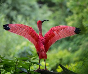 Kinderserien mit Tieren: Einfach tiersche Unterhaltung