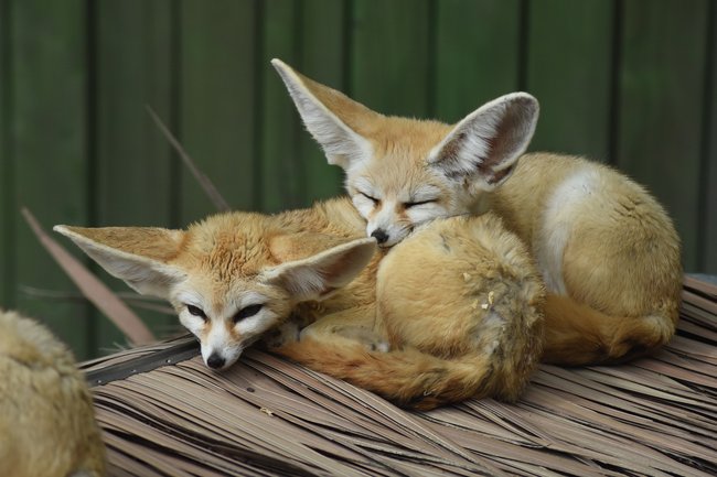 Wüstenfüchse, die kuscheln