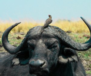 Bison oder Büffel: Das sind die Unterschiede