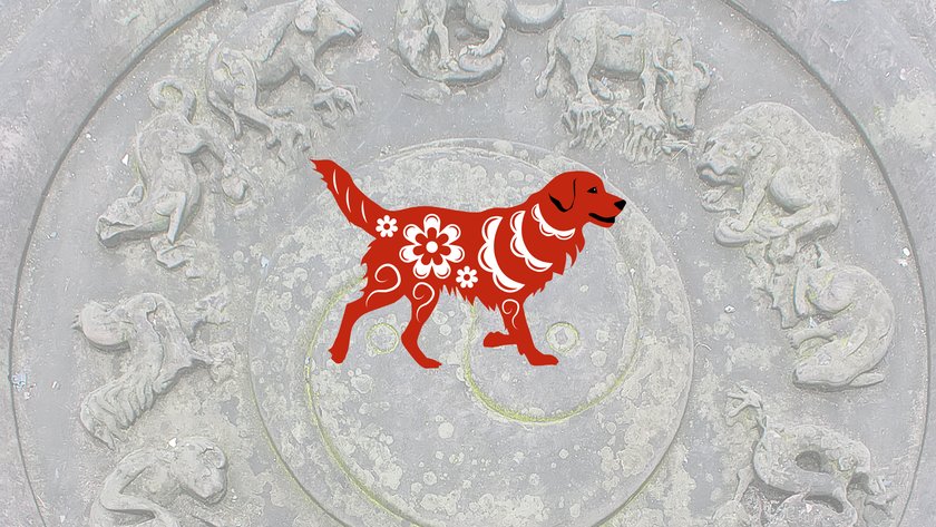 Hund