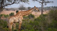 Wo leben Giraffen? Die Riesen der Savanne