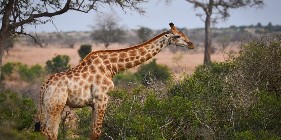 Wo leben Giraffen? Die Riesen der Savanne