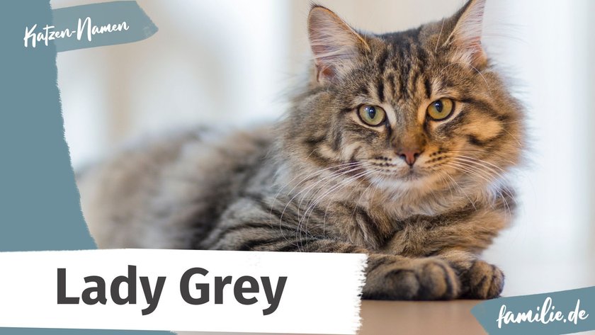 Namen für graue Katzen: Lady Grey