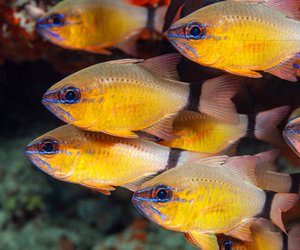 Unglaublich, aber wahr: 6 faszinierende Fakten aus der Welt der Fische