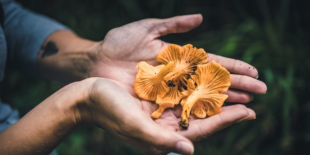 Pfifferlinge in der Schwangerschaft: Darf ich die Pilze genießen?