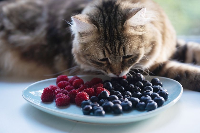 Manche Katzen lieben es, Beeren zu naschen.