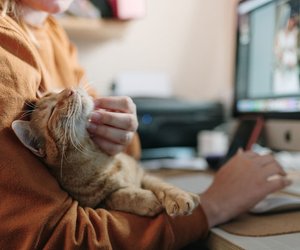 Laut Forschung: Warum deine Katze und du glücklicher werdet, wenn du sie streichelst