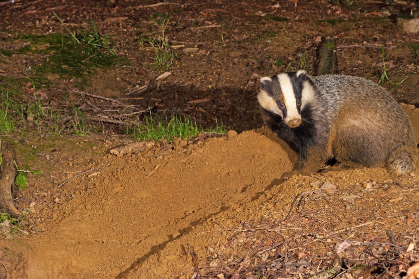 Ein Dachs gräbt an seinem Bau.