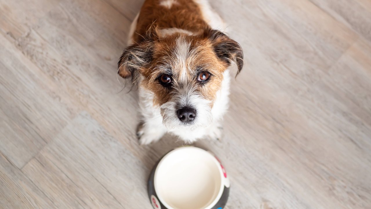 Frühstückszeit! Aber woran orientieren sich Hunde eigentlich im Tagesverlauf?