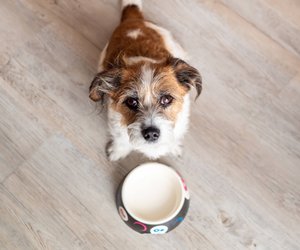 Haben Hunde ein Zeitgefühl?