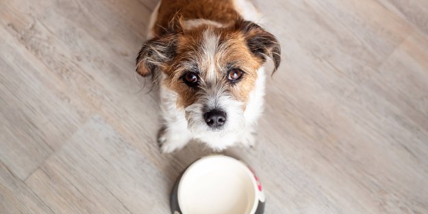 Haben Hunde ein Zeitgefühl?