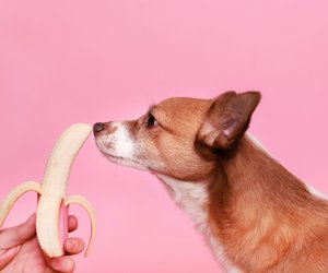 Dürfen Hunde Banane fressen? Das musst du darüber wissen