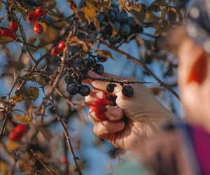 Deshalb solltet ihr Waldfrüchte wie Brombeeren immer gründlich waschen