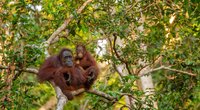 Wo leben Orang-Utans? Das Reich der Menschenaffen
