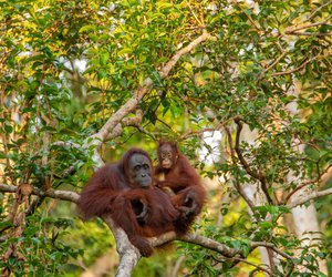 Wo leben Orang-Utans? Das Reich der Menschenaffen