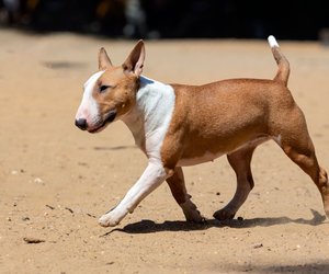 Bullterrier: So hoch ist die Lebenserwartung der Hunderasse