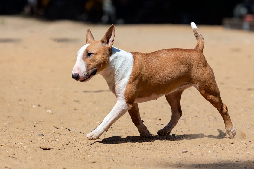 Ein Bullterrier geht über einen Sandboden