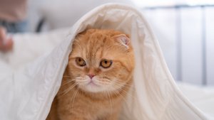 Katzen-Quiz: Wie gut kennst du deinen Stubentiger wirklich?