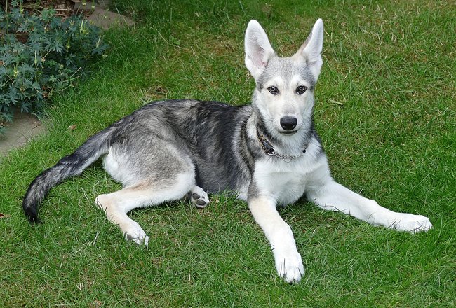 Saarloos Wolfhund als Welpe.