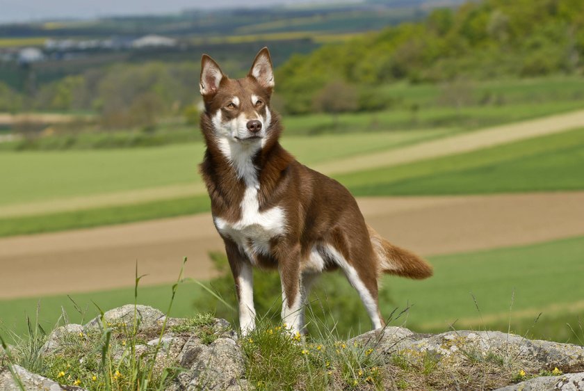 Lappländischer Rentierhund